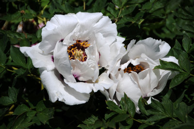DSC_9857.jpg