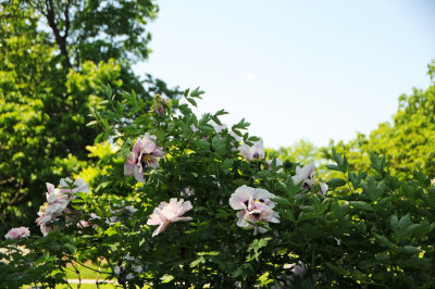 DSC_9858.jpg