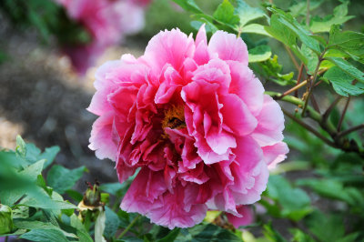 DSC_9861.jpg