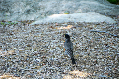 DSC_9862.jpg