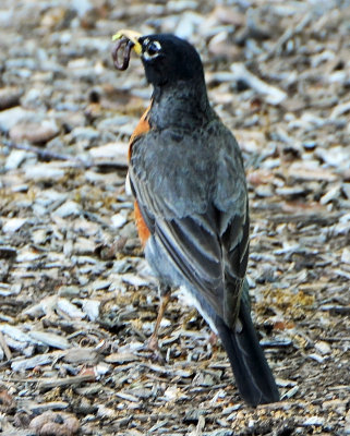 DSC_9862 copy.jpg