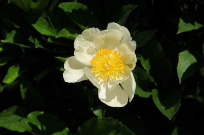 DSC_9863.jpg
