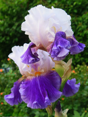 Iris Blossoms 