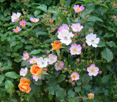 June Roses in Bloom