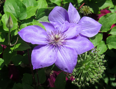 Clematis In Bloom