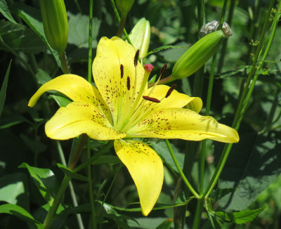 Lilies are Blooming