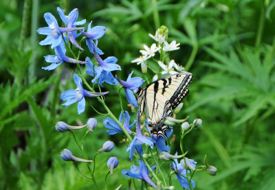 Tiger Swallowtail Butterfly on Blue Delphinia Blossoms