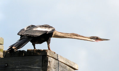Anhinga In Take Off Position  