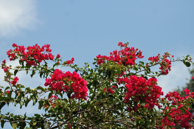 Red Bouganvilla Blossoms