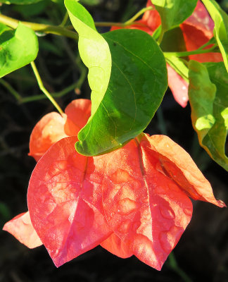 Bouganvila Blossoms