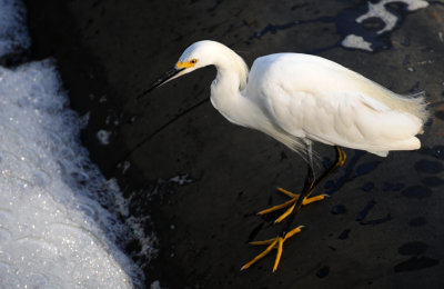 Snowy Egret on a River Bank