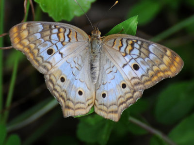 White Peacock Butterfly