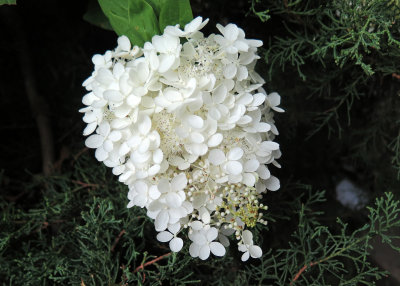 Lace White Hydrangea Blossoms 