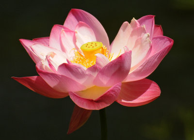Pink Lotus Blossom 