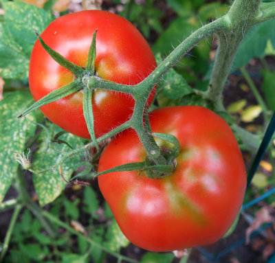 Tomato Harvest Time