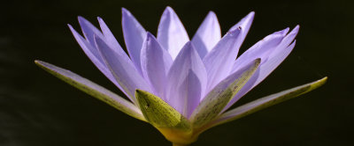 Blue Water Lily Blossom 