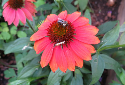 Stick Insect & Bee on an Echinacea Blossom 