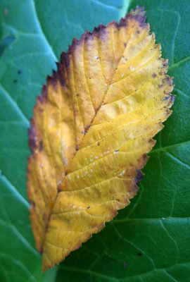 Gold Leaf on Green Foliage