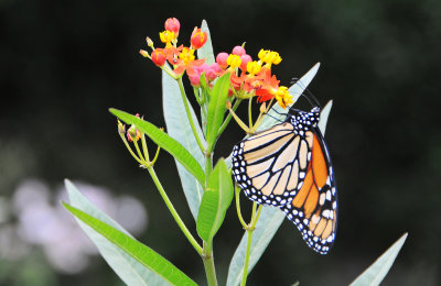 Monarch Butterfly on Milkweed Blossoms