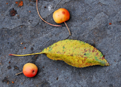 Fall Crabapples & Foliage