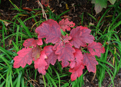 Fall Oak Leaf Hydrangea Foliage