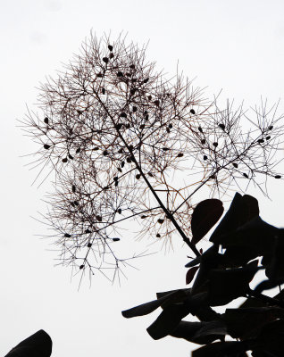 Cotinus or Smoke Tree Blossom Seed Pods