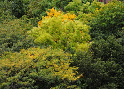 Fall Foliage - Scholar & Locust Tree Yellow Colors