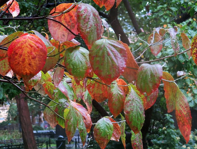 Dogwood Fall Foliage in the Rain