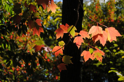 Maple in the North Woods