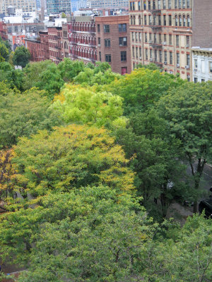 Another View of Trees to be Destroyed by the NYC/NYU Expansion Plan