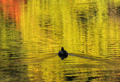 Duck in the North Pond with Autumn Water Reflections