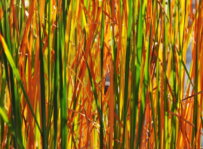 Cattail Reed Fall Colors 