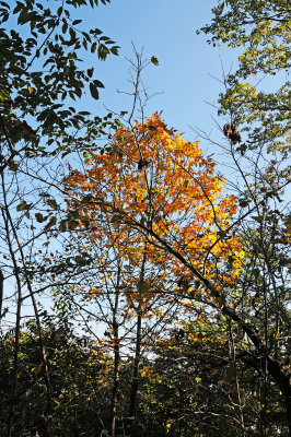 Yellow Elm Tree Foliage