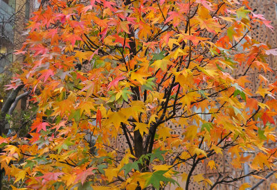 American Sweetgum Tree Fall Foliage