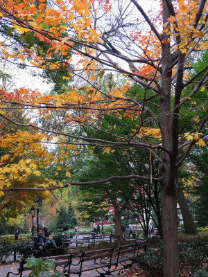 Trees - Washington Square Park 