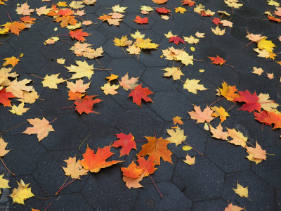 Sidewalk Foliage - Fallen Maple Leaves