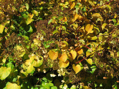 Hydrangea Detail