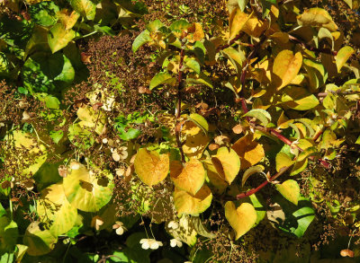 Hydrangea Close Up