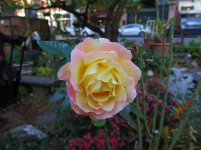 Love & Peace Rose with Street View