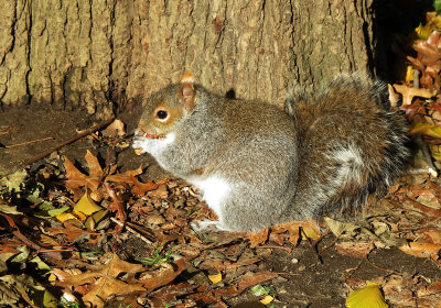 Juvenile Squirrel Snacking Beneath a Black Locust Tree