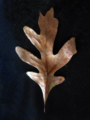 White Oak or Quercus alba