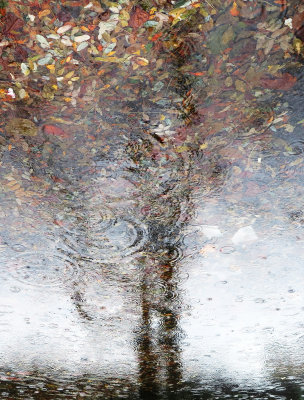 Rain Drops in a Sidewalk Puddle with Fall Foliage & Tree Reflection