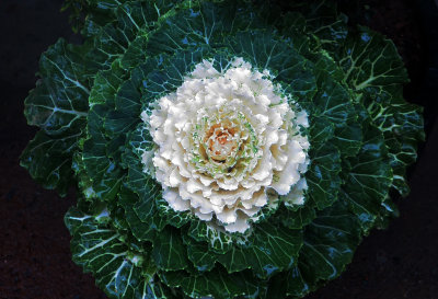 Ornamental Cabbage in Full Bloom 