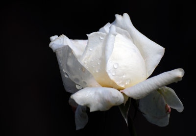 December 17, 2014 Photo Shoot - Mostly Balboa Park Cactus & Rose Gardens after Rain