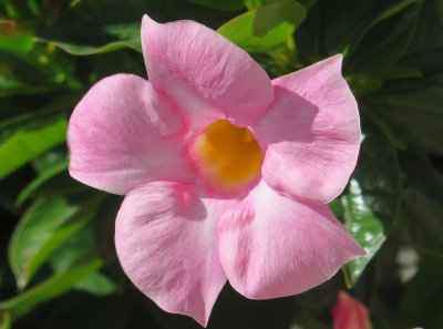 Pink Mandevilla Blossom 