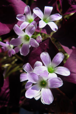 At the Ophthalmologist's Office - Oxalis in Bloom