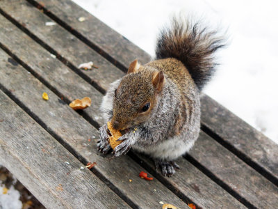 Grey Squirrel Enjoying a Cold Weather Peanut Treat