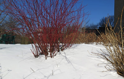 March 7, 2015 Photo Shoot - Mostly Washington Square Area Parks & Gardens 