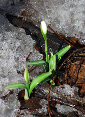 First Snowdrop Blossom Bud of the Season