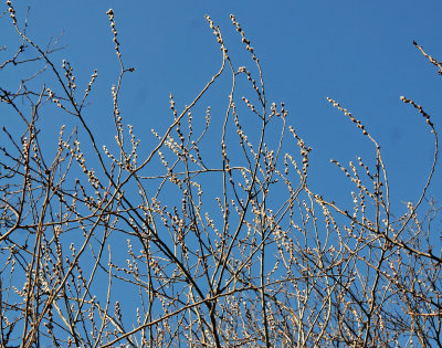 Springtime Pussy Willow Tree in Bloom